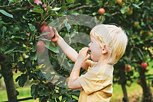 Happy little boy harvesting apples in fruit orchard