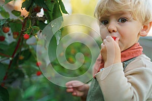 Happy little boy harvesting and eating raspberries.