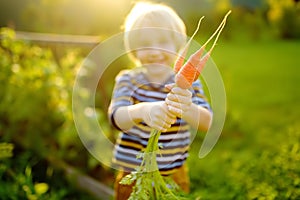Happy little boy helps family to harvest of organic homegrown vegetables at backyard of farm. Child holding bunch of carrot and