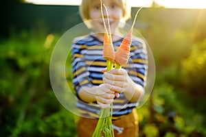 Happy little boy helps family to harvest of organic homegrown vegetables at backyard of farm. Child holding bunch of carrot and