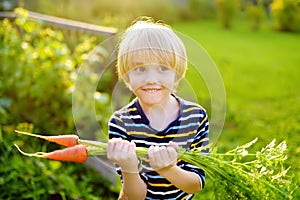 Happy little boy helps family to harvest of organic homegrown vegetables at backyard of farm. Child holding bunch of carrot and