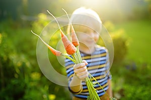 Happy little boy helps family to harvest of organic homegrown vegetables at backyard of farm. Child holding bunch of fresh carrot