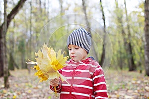 Happy little boy with maple leaflets looks at it