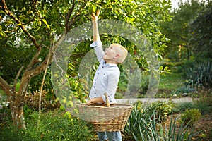 Happy little boy during picking apples in a garden outdoors. Love, family, lifestyle, harvest concept.