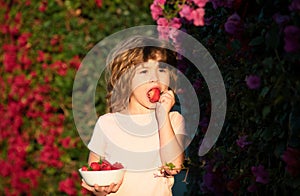 Happy little boy picking and eating strawberries. Cute kid eating a strawberry.