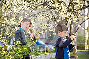 Two cute children, boy brothers, walking in a spring cherry blossom garden, holding flowers and book