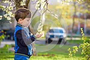 adorable kid boy portrait in blooming cherry garden, walking outdoor. child exploring flowers on bloom tree