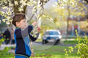 adorable kid boy portrait in blooming cherry garden, walking outdoor. child exploring flowers on bloom tree