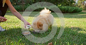 Happy Little Cute Fluffy Pedigree Pomeranian Dog drinking water from a bowl outdoor at park on a grass lawn