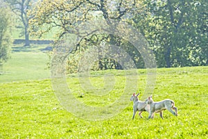 Happy little cute new born lambs running across spring field. Se