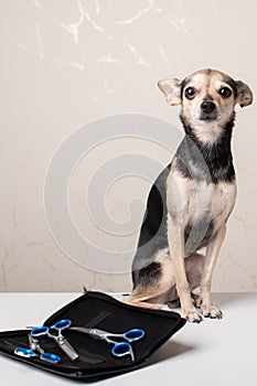 Happy little dog in grooming spa salon on groomer`s table with grooming tools