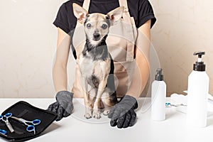 Happy little dog in grooming spa salon on groomer`s table before hair and claws trimming