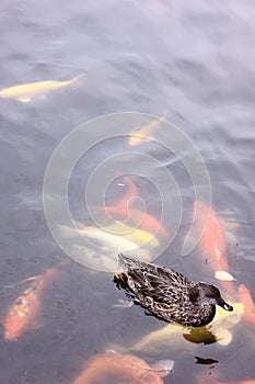 happy little duck with his buddies