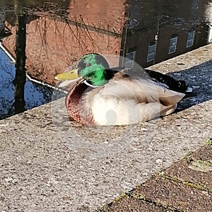 Happy little ducky by the canal in a Cardiff
