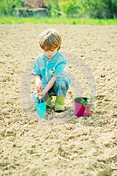 Happy little gardener with spring flowers. Happy kids work plant and water in green spring garden.