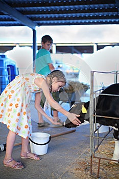 Happy little girl caresses small cute calf at cow