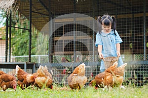 Happy little girl feeding chickens in the farm. Farming, Pet, Ha