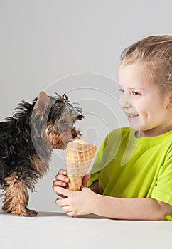 Happy little girl feeding of yorkshire terrier