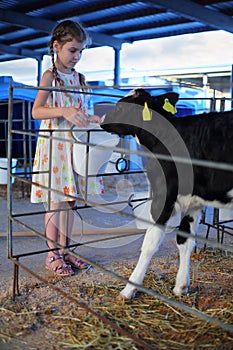 Happy little girl gives bucket of water to calf at