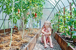 Happy little girl harvesting tomatoes in greenhouse on hot sunny summer day