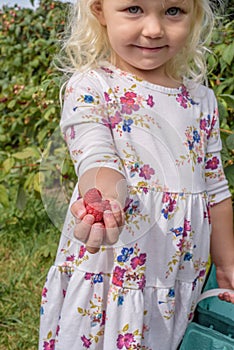 Little blonde girl picking raspberries