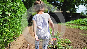 Happy little girl running with strawberry basket in garden. Home-grown fruits and vegetables in the countryside