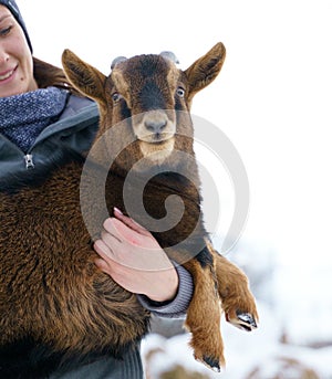 Happy little goat in the arms of a girl