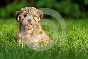 Happy little havanese puppy dog is sitting in the grass
