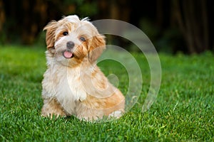 Happy little havanese puppy is sitting in the grass