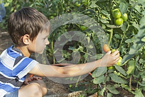 Happy little kid boy picking fresh tomatoes vegetables in greenhouse at summer day. Family, garden, gardening, lifestyle
