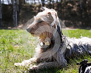 Happy little orange havanese puppy dog is sitting in the grass