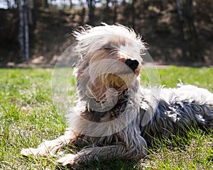 Happy little orange havanese puppy dog is sitting in the grass