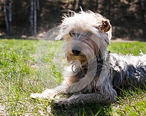 Happy little orange havanese puppy dog is sitting in the grass