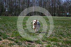 Happy little orange havanese puppy dog is sitting in the grass