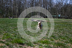 Happy little orange havanese puppy dog is sitting in the grass