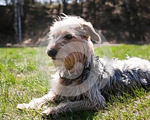 Happy little orange havanese puppy dog is sitting in the grass