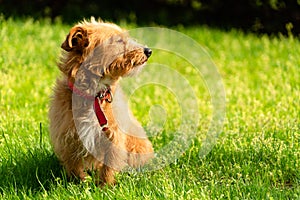 Happy little orange havanese puppy dog sitting in the green grass