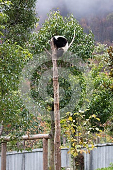 Close up Giant Panda, Shenshuping, Wolong Panda Base photo