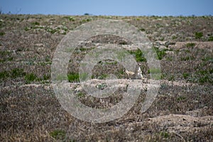 Happy Little Prairie Dogs