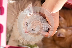 Happy little red kitten likes being stroked by woman`s hand