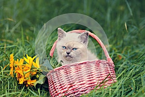 Kitten sitting near basket on the grass.