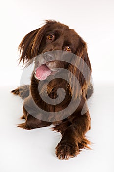 Happy longhaired pointer dog
