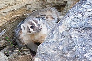 Happy looking badger