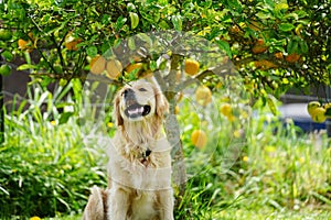 A happy looking golden retriever sitting under a lemon tree