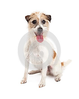 Happy Looking Jack Russell Dog Sitting