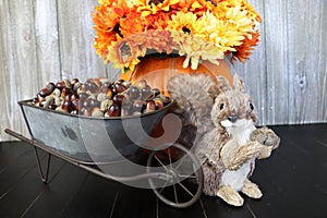 A happy looking squirrel with his acorns and a pumpkin full of mums