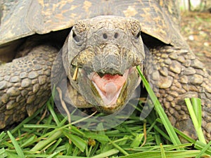 A Happy Looking Tortoise Eating Grass.