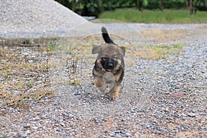 Happy lovely cutie German Shepherd puppy running at outside home.