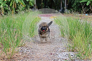 Happy lovely German Shepherd puppy running in green grass nature on the yard.