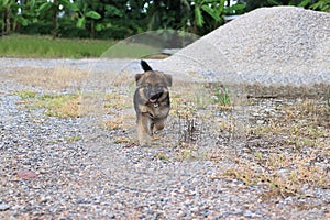 Happy lovely German Shepherd puppy running at outside home.